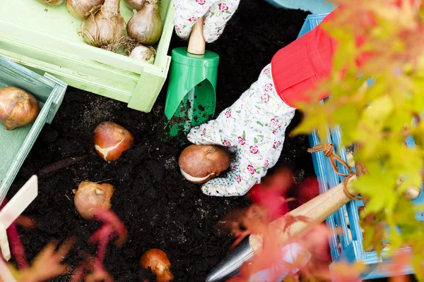 Gartenarbeit, Bepflanzung, Blumenzwiebeln - Frau pflanzt Tulpenzwiebeln — Stockfoto