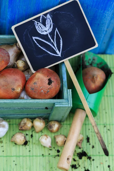 Garten, Gartenarbeit, Pflanzung - Frühlingsblumenzwiebeln — Stockfoto