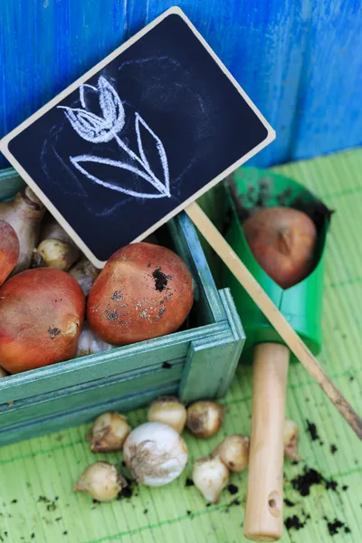 Garden, gardening, planting - bulbs of spring flowers — Stock Photo, Image