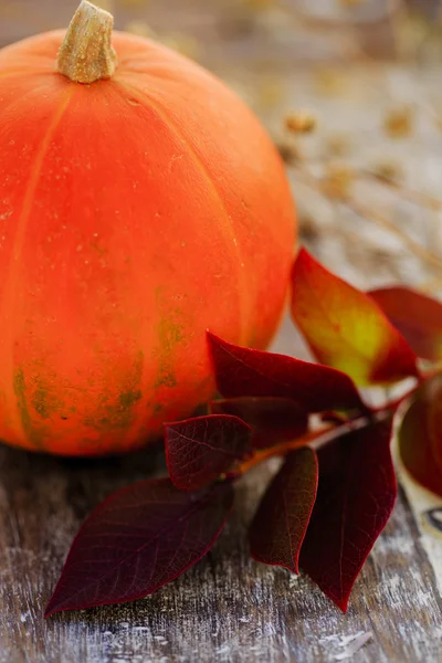 Harvest,  pumpkin with autumn leaves — Stock Photo, Image