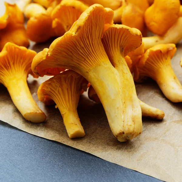 Chanterelle - Champiñones de cantarela frescos — Foto de Stock