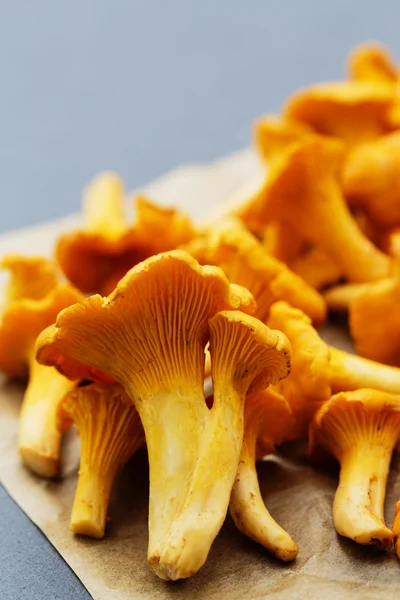 Chanterelle - Champiñones de cantarela frescos — Foto de Stock