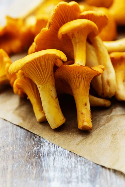 Chanterelle - грибы chanterelle на столе — стоковое фото