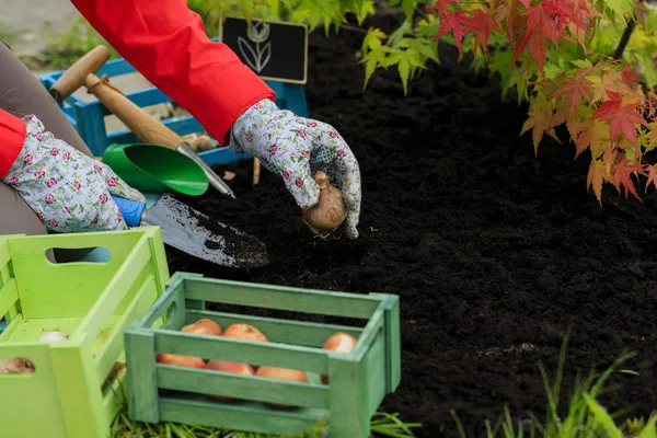 Gardening, planting, flowers bulbs - woman planting tulip bulbs — Stock Image Gardening, planting, flowers bulbs - woman planting tulip bulbs Stock Image