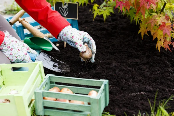 Gardening, planting, flowers bulbs - woman planting tulip bulbs — Stock Image Gardening, planting, flowers bulbs - woman planting tulip bulbs Stock Photo