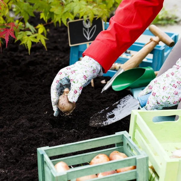 Gardening, planting, flowers bulbs - woman planting tulip bulbs — Stock Image Gardening, planting, flowers bulbs - woman planting tulip bulbs Royalty Free Stock Images