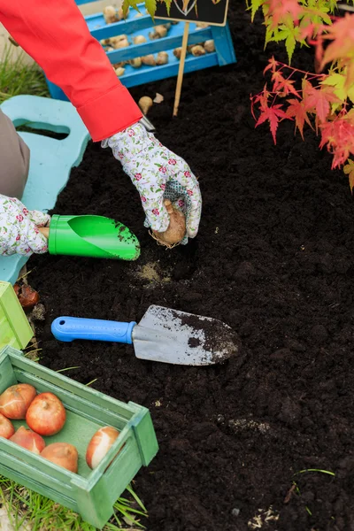 Gardening, planting, flowers bulbs - woman planting tulip bulbs — Stock Image Gardening, planting, flowers bulbs - woman planting tulip bulbs Stock Picture