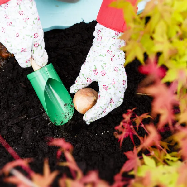 Gardening, planting, flowers bulbs - woman planting tulip bulbs — Stock Image Gardening, planting, flowers bulbs - woman planting tulip bulbs Stock Picture