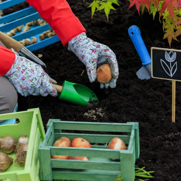 Gardening, planting, flowers bulbs - woman planting tulip bulbs — Stock Image Gardening, planting, flowers bulbs - woman planting tulip bulbs Stock Image