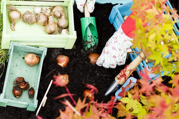 Gardening, planting, flowers bulbs - woman planting tulip bulbs — Stock Image Gardening, planting, flowers bulbs - woman planting tulip bulbs Stock Photo