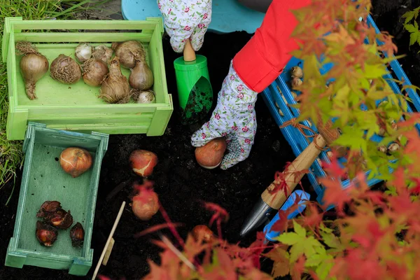 Gardening, planting, flowers bulbs - woman planting tulip bulbs — Stock Image Gardening, planting, flowers bulbs - woman planting tulip bulbs Royalty Free Stock Photos