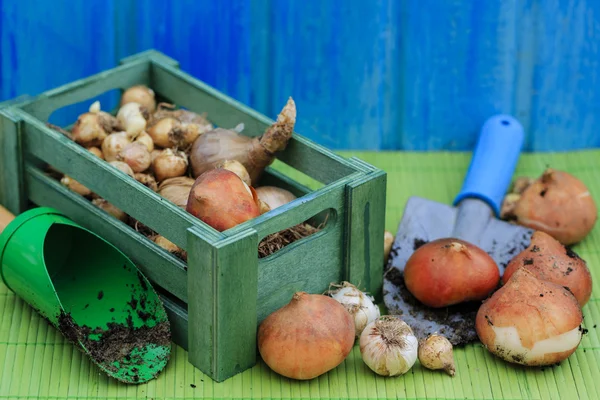 Garden, gardening, planting - bulbs of spring flowers — Stock Image Garden, gardening, planting - bulbs of spring flowers Stock Image