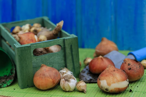 Garden, gardening, planting - bulbs of spring flowers — Stock Image Garden, gardening, planting - bulbs of spring flowers Royalty Free Stock Images