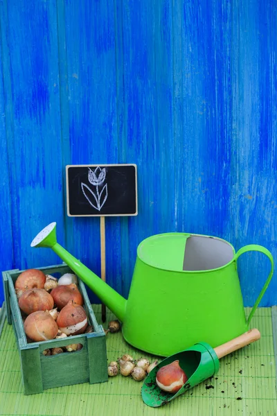 Garden, gardening, planting - bulbs of spring flowers — Stock Image Garden, gardening, planting - bulbs of spring flowers Stock Photo