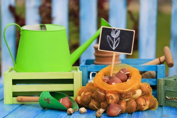 Garden, gardening, planting - bulbs of spring flowers — Stock Image Garden, gardening, planting - bulbs of spring flowers Stock Picture