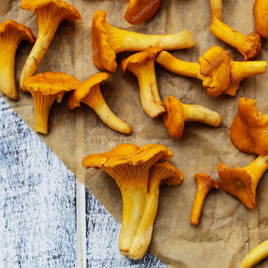 Chanterelle Fresh chanterelle mushrooms Stock Photo by ©Gorilla 46829879