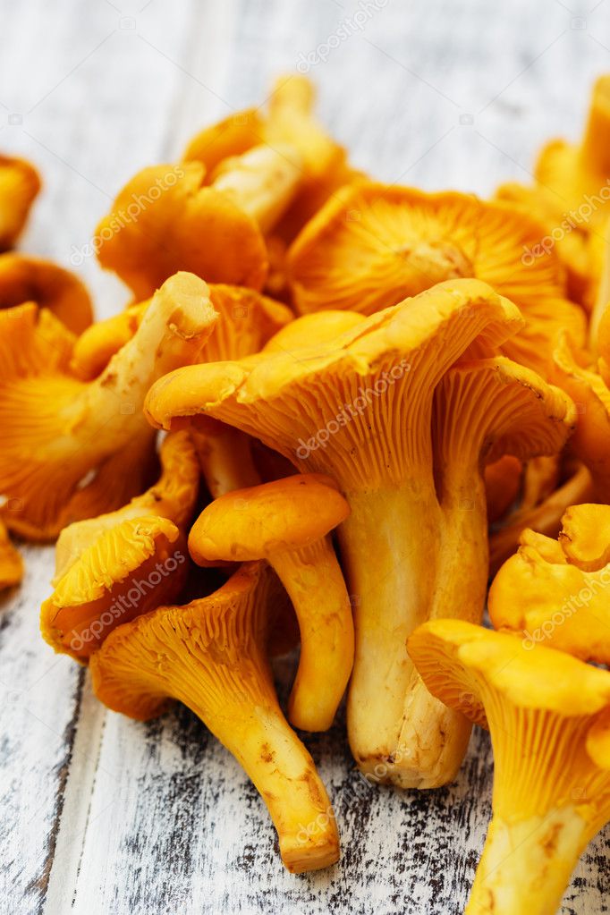 Chanterelle Fresh chanterelle mushrooms Stock Photo by ©Gorilla 46829961
