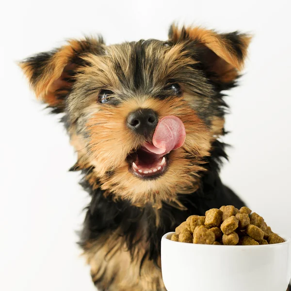 Yorkshire cucciolo mangiare un gustoso cibo per cani — Foto Stock