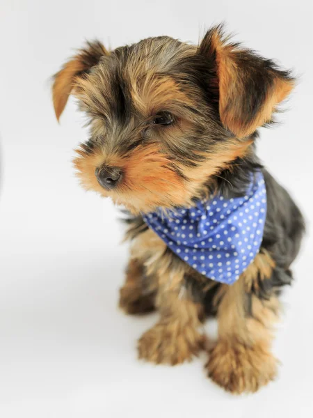 约克夏犬-可爱的小狗的肖像 — 图库照片