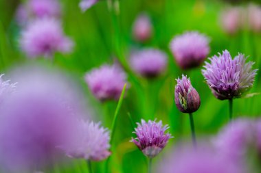 Bahçe otlar - Frenk soğanı çiçeklenme bahçede