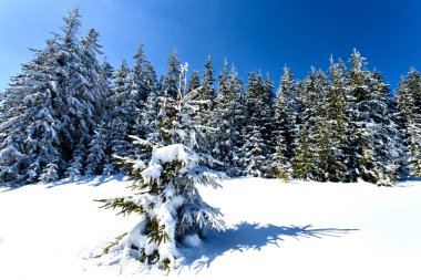 Kış ağaçlar beskid Dağları, Polonya