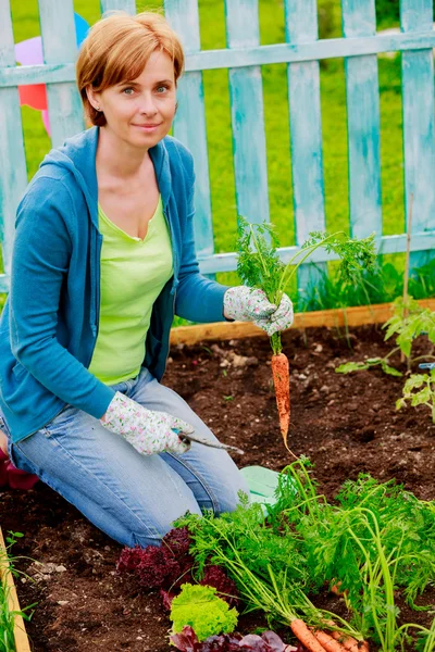 Gartenarbeit, Anbau - Frau und biologisch angebaute Karotten — Stockfoto