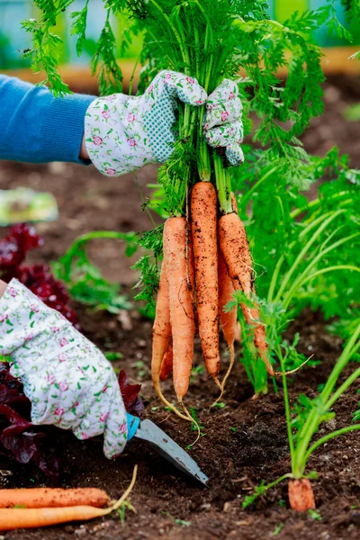 Gartenarbeit - erste Ernte von biologisch angebauten Karotten — Stockfoto