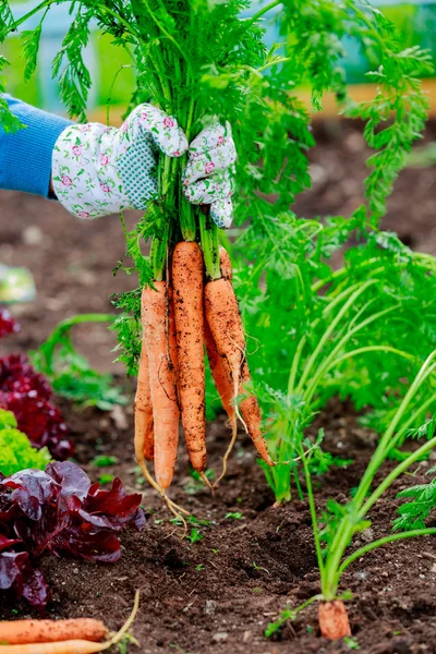 Gardening - First crop of organically grown carrots — Stock Photo, Image