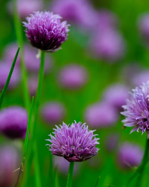 Садові трави - цибуля, що цвіте в саду — стокове фото