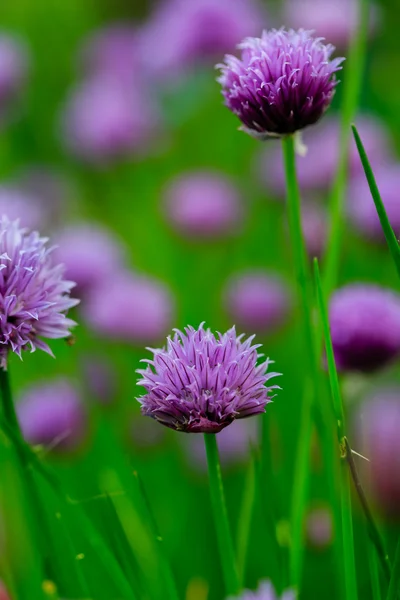 Kruiden - tuin in de tuin in bloei bieslook — Stockfoto