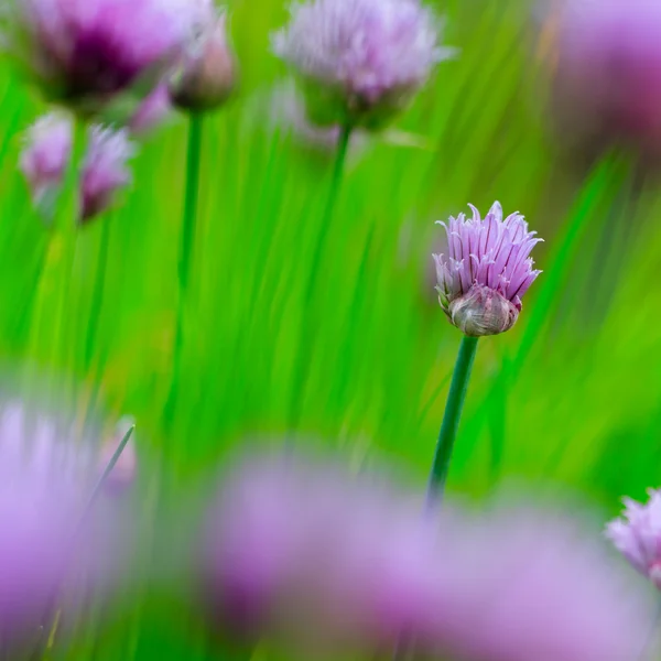 Garden herbs - chives blooming in the garden — Stock Photo, Image