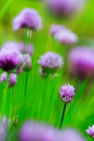 Hierbas del jardín - cebollino floreciendo en el jardín —  Fotos de Stock