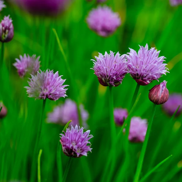 Garden herbs - chives blooming in the garden — Stock Photo, Image