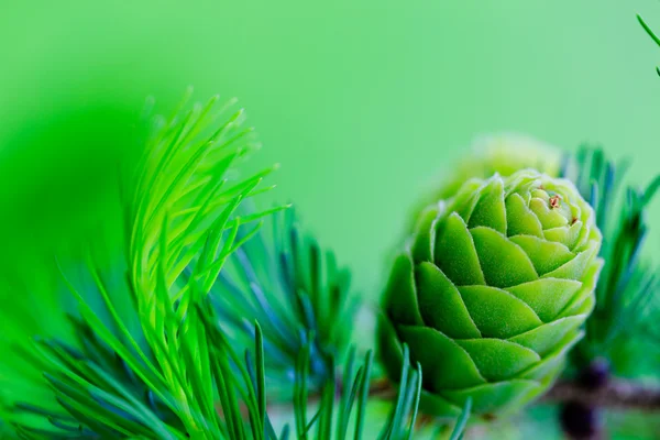 Ramo de larício com cones — Fotografia de Stock