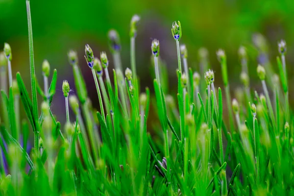 Травяной сад - цветущая лаванда в саду — стоковое фото