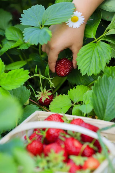 Strawberry - child picking fresh strawberries in the garden — Stock Photo, Image