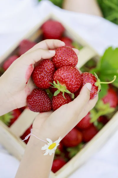 Strawberry - child picking fresh strawberries in the garden — Stock Photo, Image