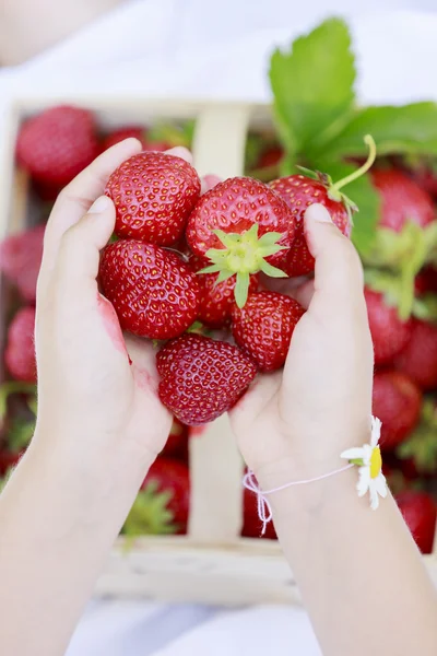 Strawberry - child picking fresh strawberries in the garden — Stock Photo, Image