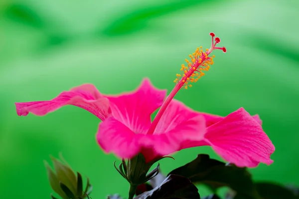 Detalhe da flor do hibisco — Fotografia de Stock