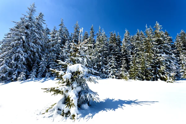 Vinter träd i bergen beskid, Polen — Stockfoto