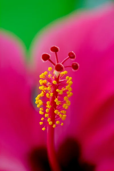Ιβίσκος λουλούδι λεπτομέρεια — Φωτογραφία Αρχείου