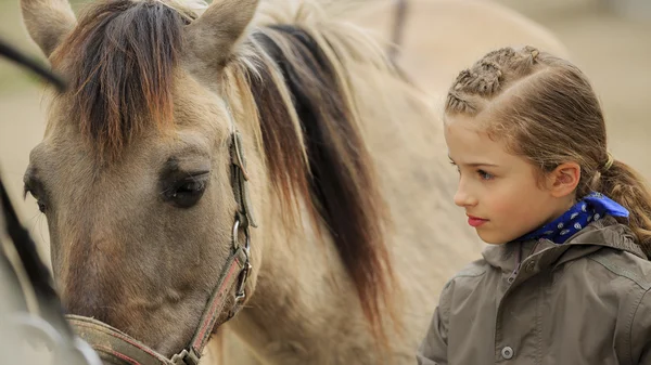 Лошадь и прекрасная конная девушка — стоковое фото