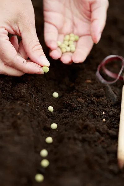 Jardinería, siembra - mujer sembrando semillas en el suelo — Foto de Stock