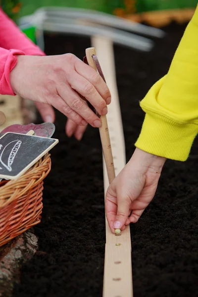 Jardinería - sembrar semillas en el suelo — Foto de Stock