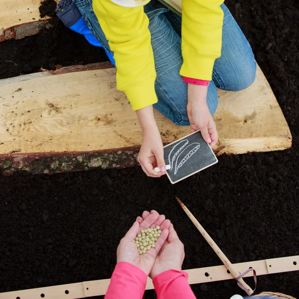 Gartenarbeit - Samen in den Boden säen — Stockfoto