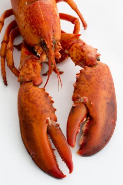 Istakoz.