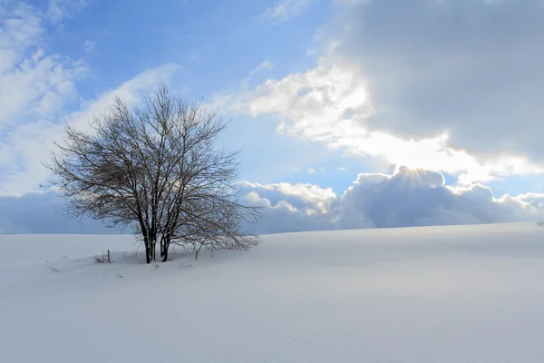 Árbol de invierno en las montañas Beskid, Polonia — Foto de Stock