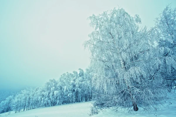 Árboles de invierno en las montañas Beskid, Polonia — Foto de Stock