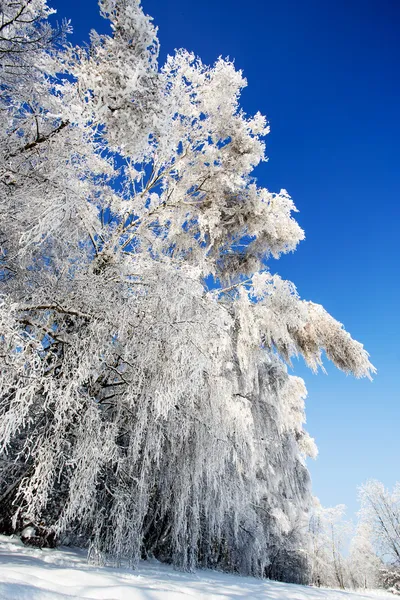 Зимние деревья в горах Бескид, Польша — стоковое фото