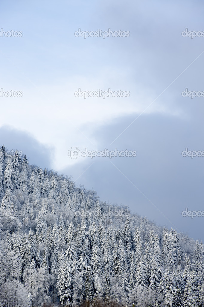 Winter trees in Beskid mountains, Poland